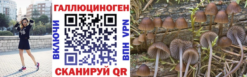 Купить где  Бологое  Псилоцибиновые грибы Cubensis 